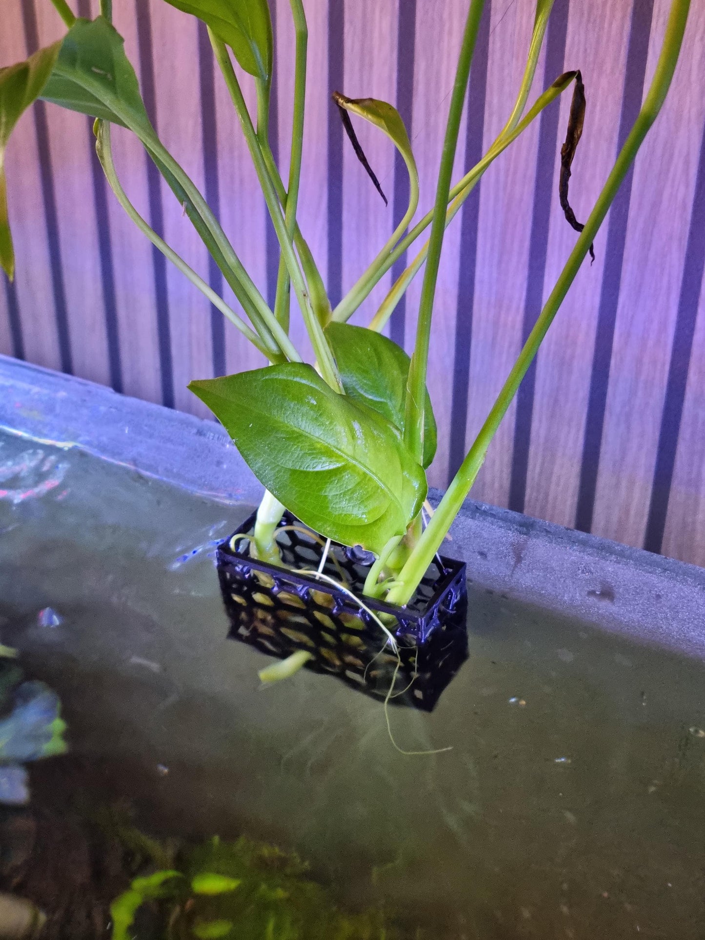 Honingraat aquariumplanter: honingraat aquascape plantenhouder