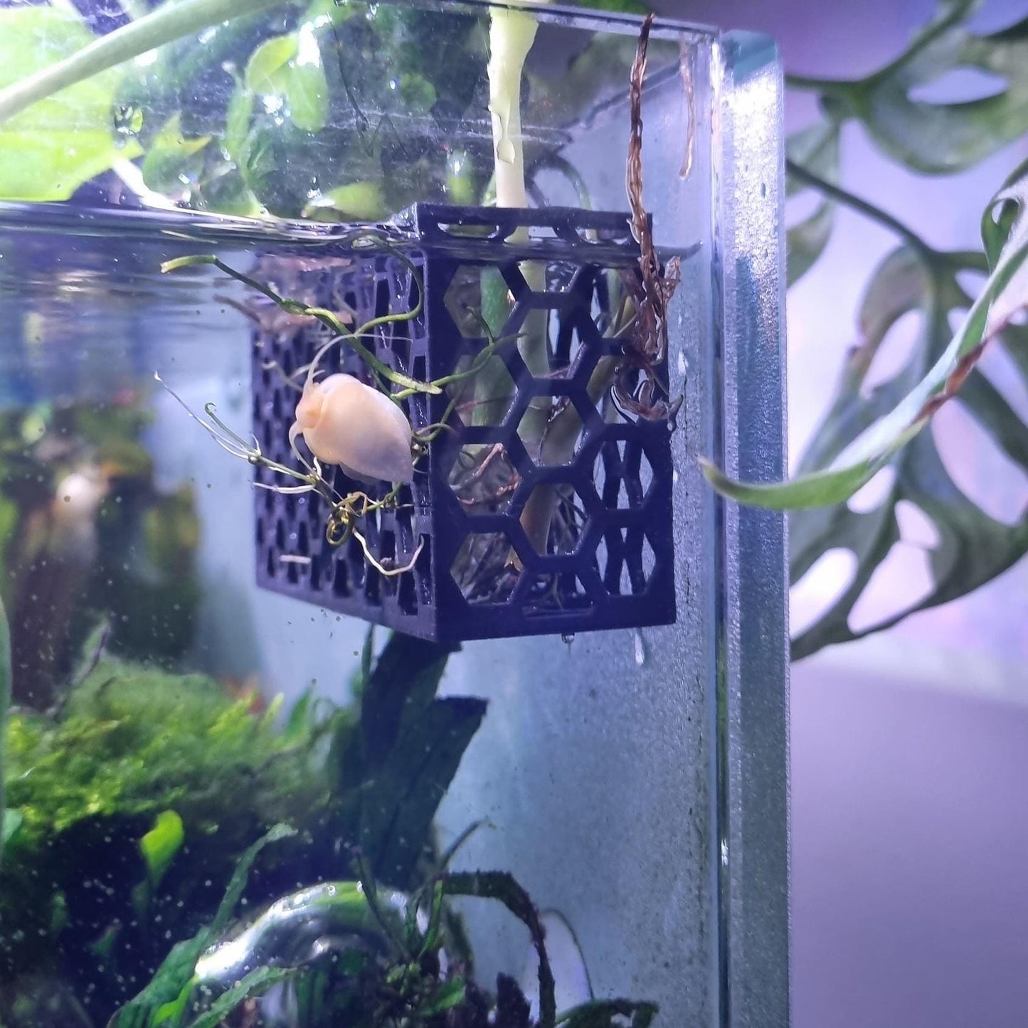 Honingraat aquariumplanter: honingraat aquascape plantenhouder