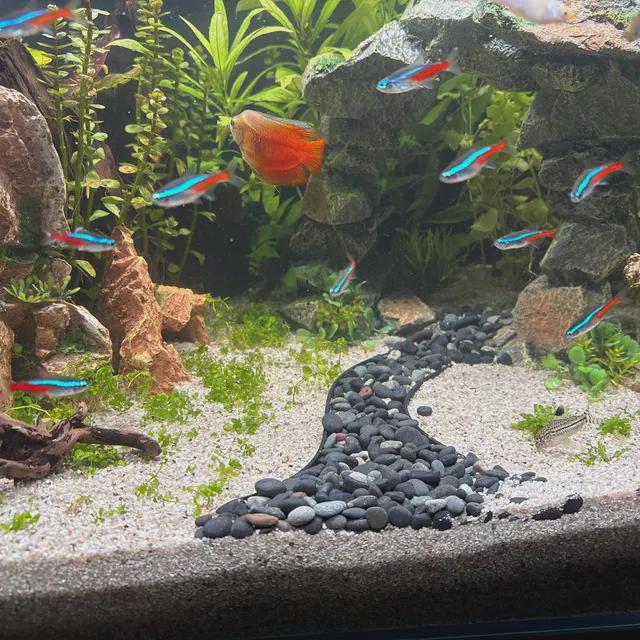 Grindverdeler Aquariumdecor - Substraatafscheider voor aquaria en terraria