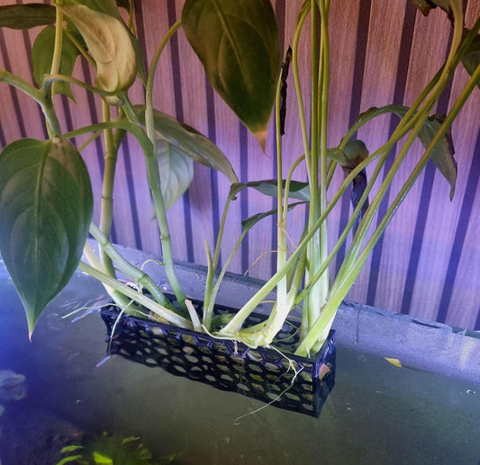 Honingraat aquariumplanter: honingraat aquascape plantenhouder