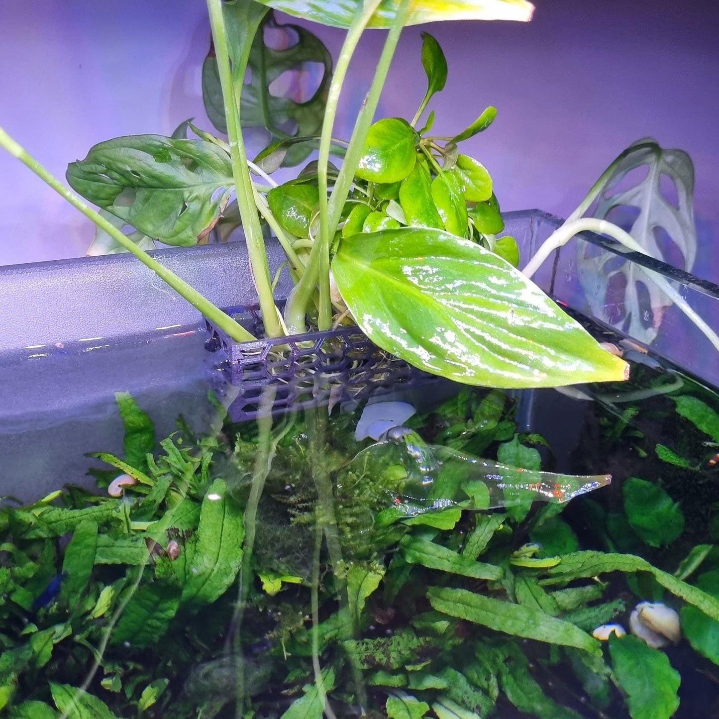 Honingraat aquariumplanter: honingraat aquascape plantenhouder